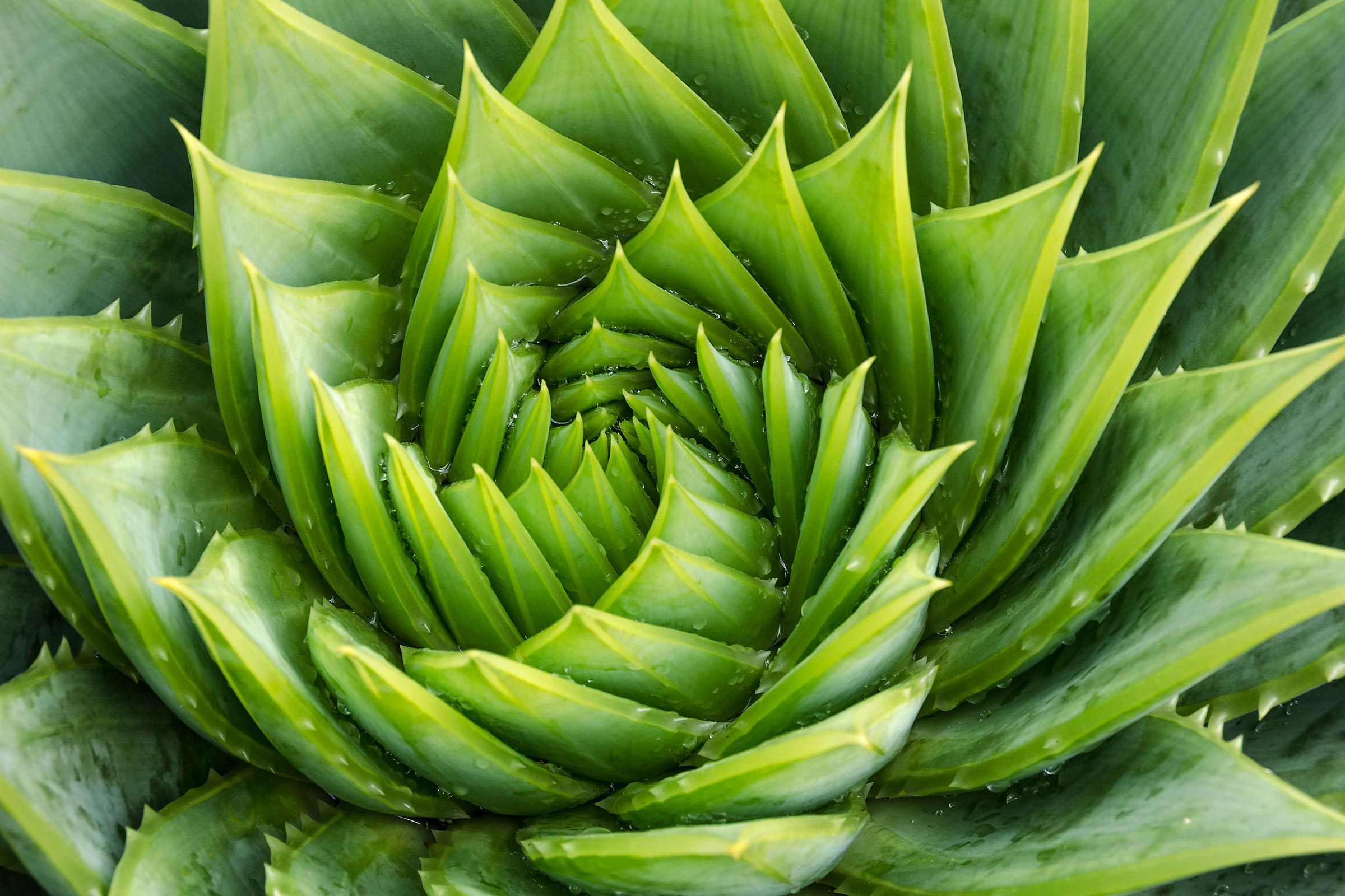 Aloe Vera Uses You Might Not Know The Healthy