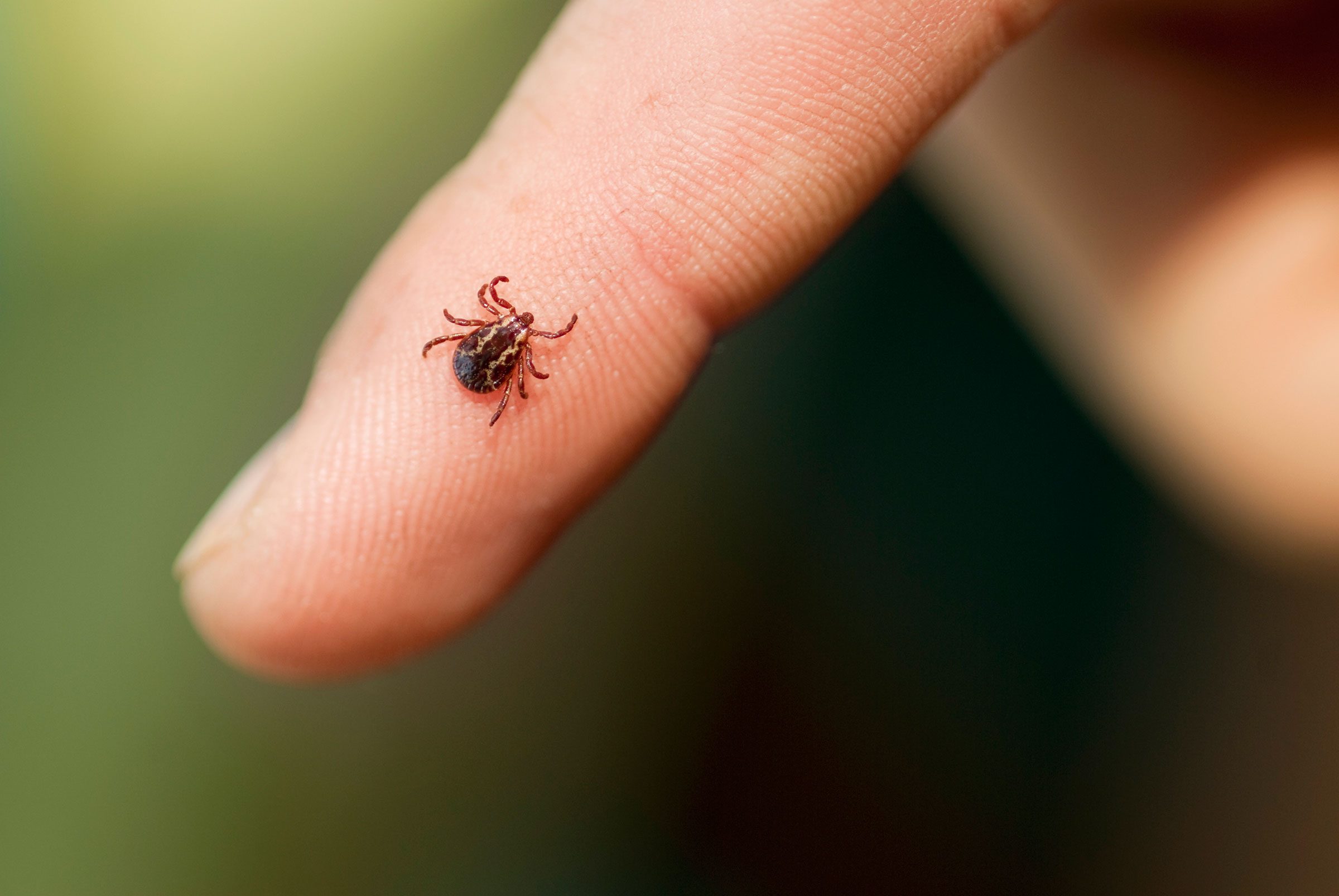 tick on a person's finger