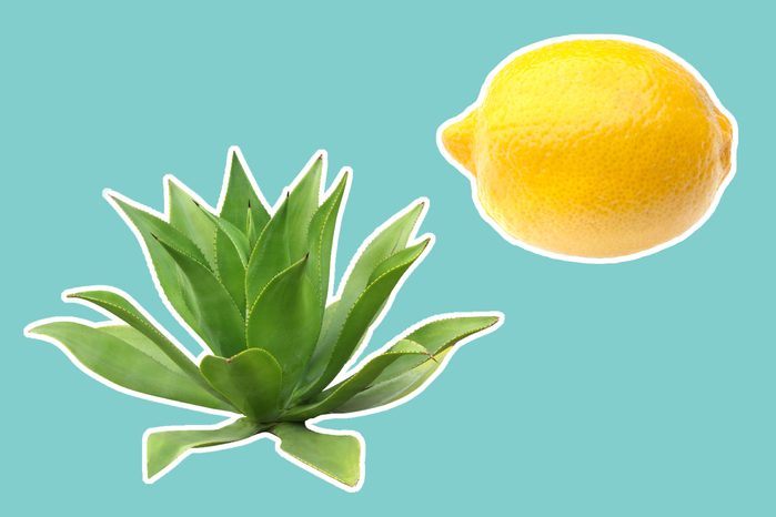 agave plant next to a lemon