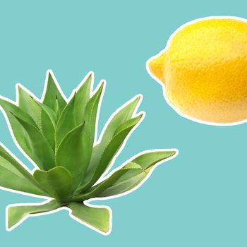 8 natural recipes for amazing skin from a plastic surgeon agave lemon