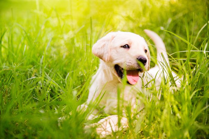 yellow lab puppy lying in the grass
