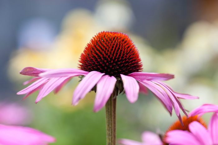 Lovely pink flower known as coneflower or echinacea