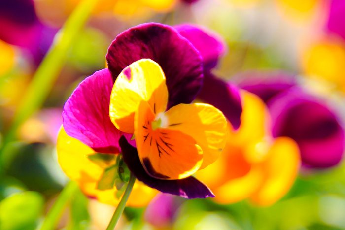 pretty purple and yellow flower