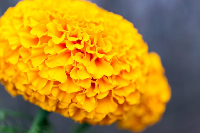 pretty yellow marigold flower