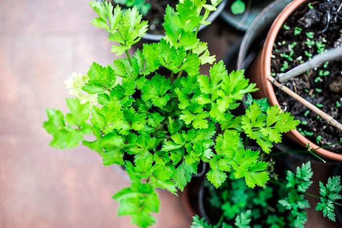 leafy green parsley plant in pot