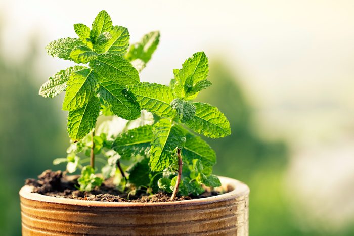 green leafy peppermint plant growing in pot