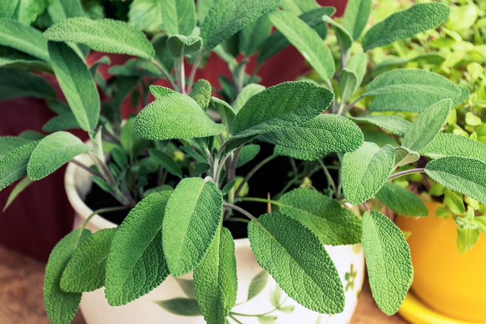 leafy green sage plant growing in pot