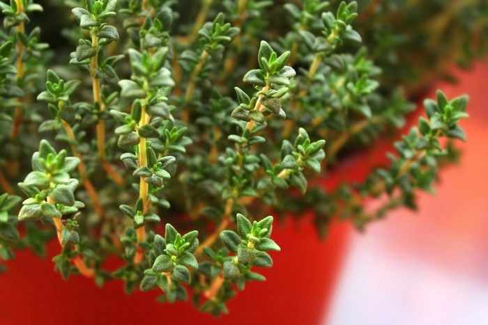 leafy green thyme plant growing in red pot
