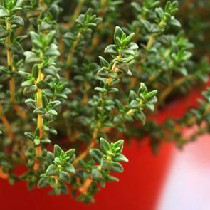 13-medicinal-herbs-you-can-grow-thyme