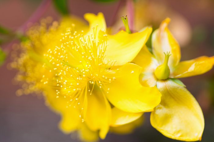 pretty yellow flowers of St. John's wort