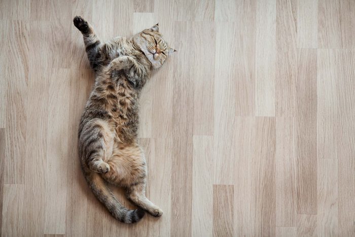 cat stretching on the floor