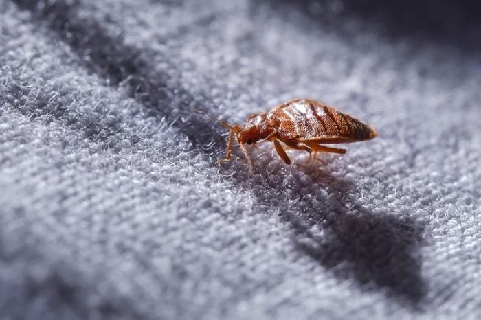 How Do You Know If Have Bedbugs, Can Bed Bugs Bite You Through The Sheets