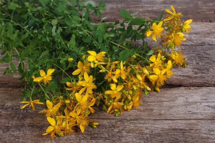 St. John's Wort plant and flowers