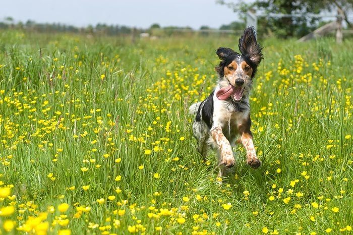 dog playing in field of flowers