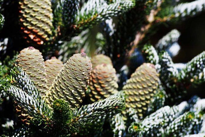 Korean fir pine cones