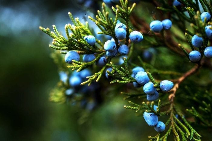 Juniper berries and branches