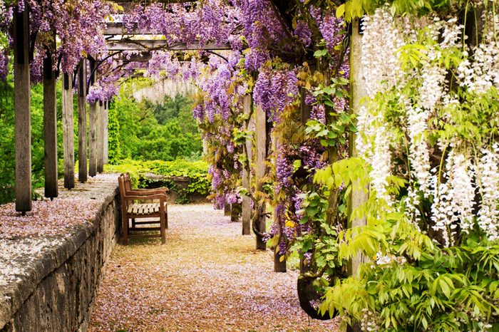 purple wisteria in lovely garden