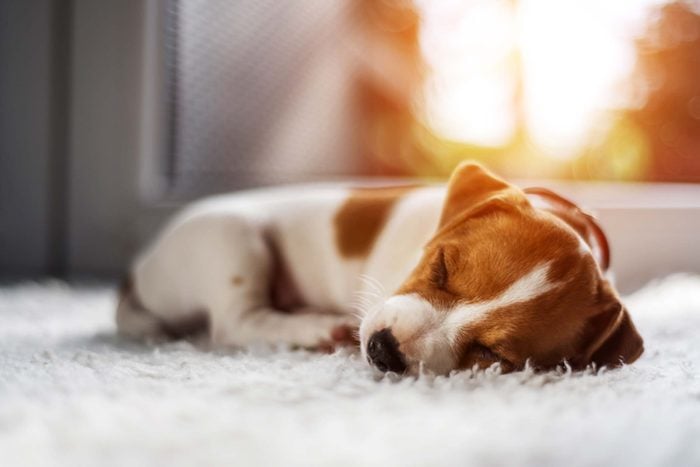 cute sleeping puppy on a rug with sun coming in the window