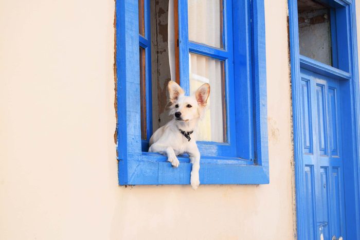 White dog with point ears looking out blue window