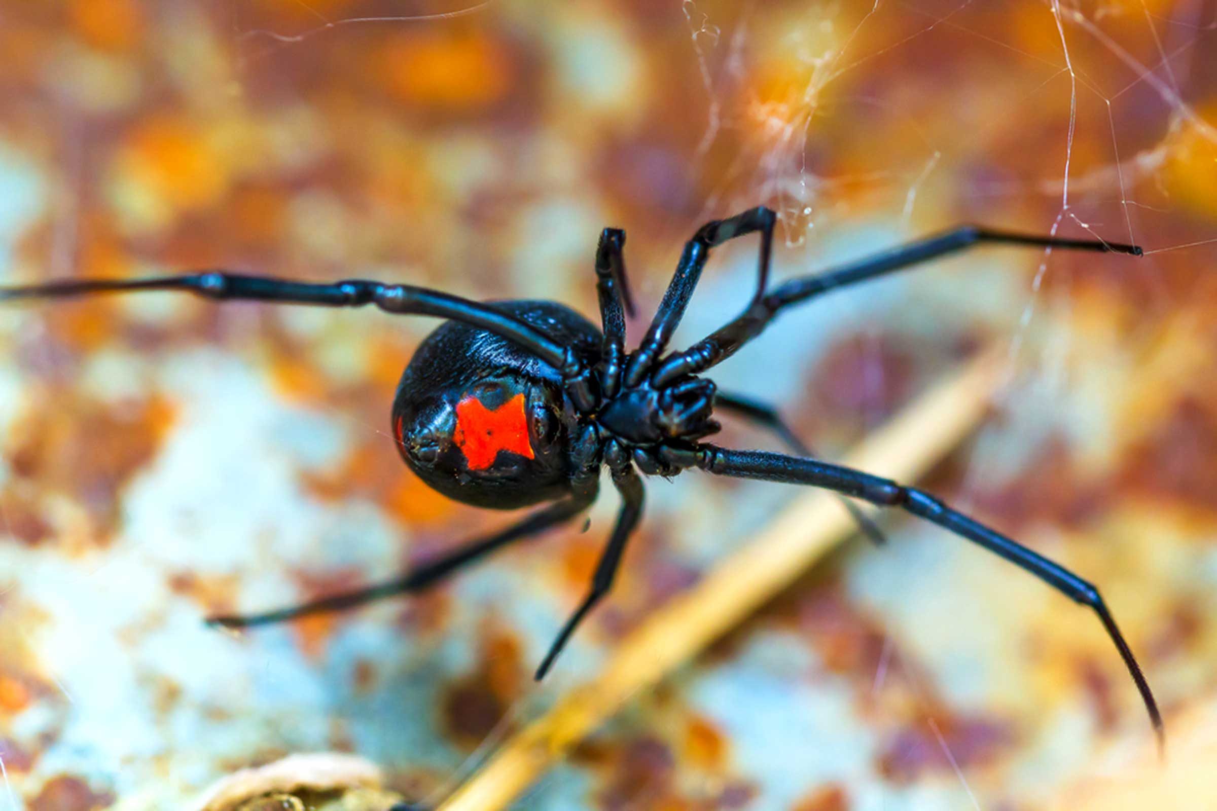 how to identify black widow spider bites 
