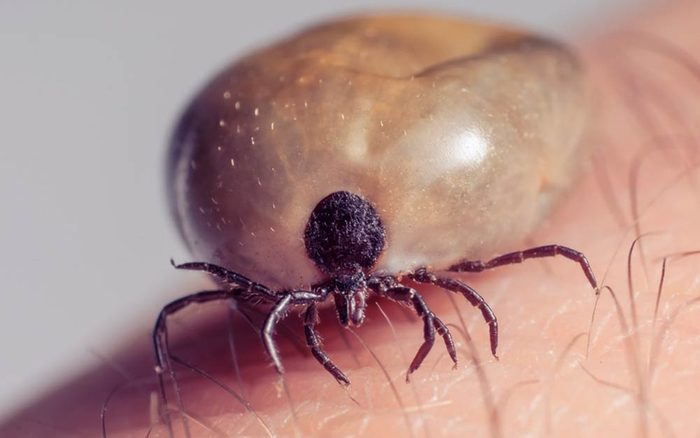 This-All-Natural-Tick-Repellent-Actually-Works,-and-Here’s-Why