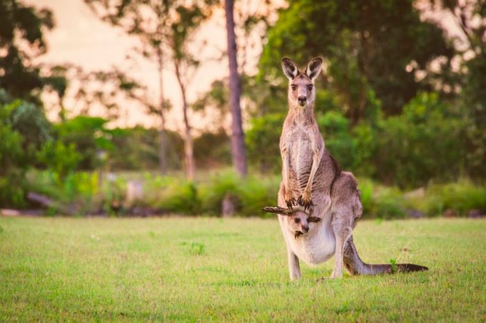 mother kangaroo with kid in her pouch