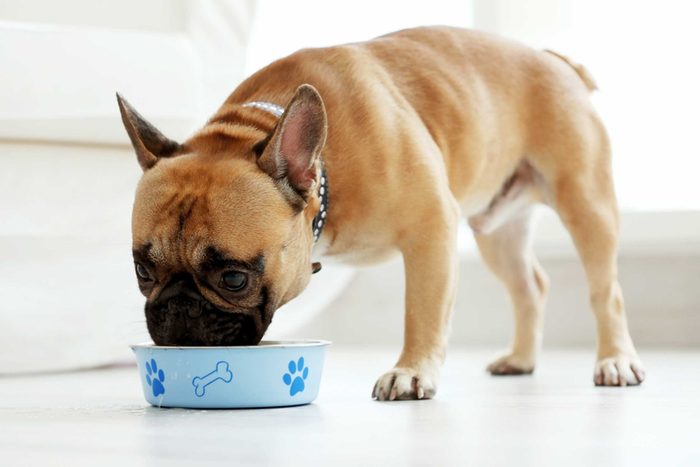 dog eating out of a blue bowl