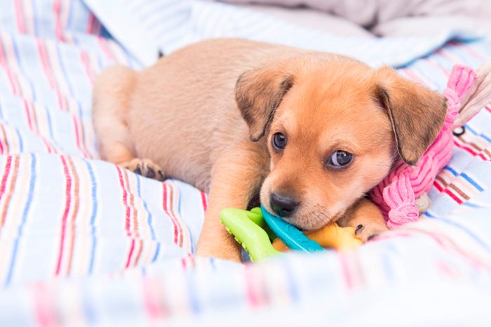 this is the cutest little brown puppy snuggled in covers with a chew toy