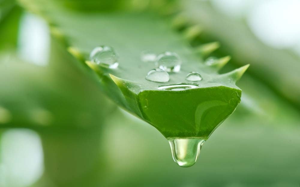 Aloe Vera For Breakouts Burns And More The Healthy
