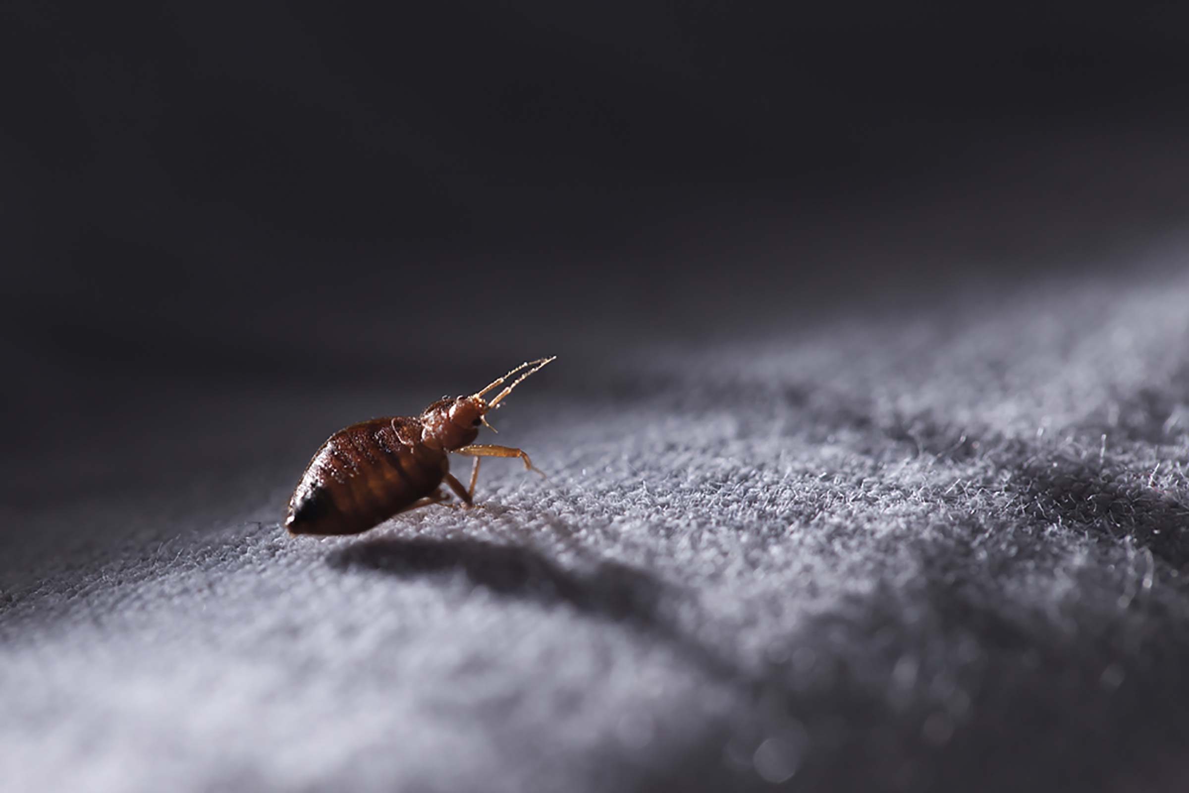 9 Items For Preventing Bed Bugs While Traveling That Will Help Protect You  & Your Belonging