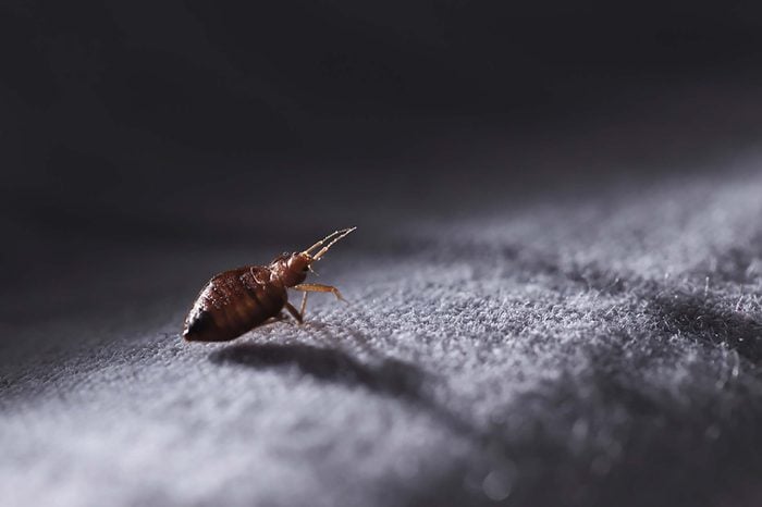 A bed bug walking on carpet.