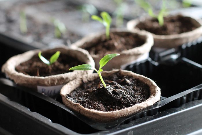 seedlings in tiny pots