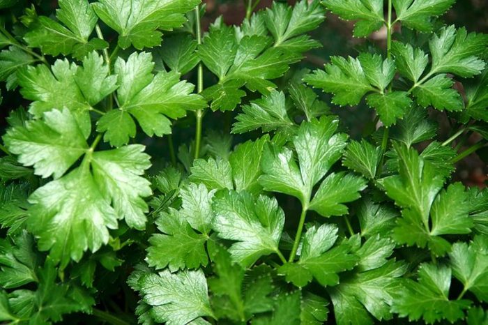 Closeup of fresh parsley