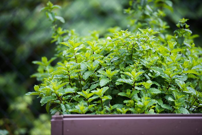 fresh mint growing in a planter box