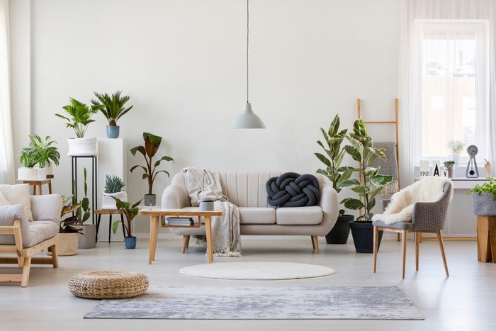 living room set with furniture, plants and rug