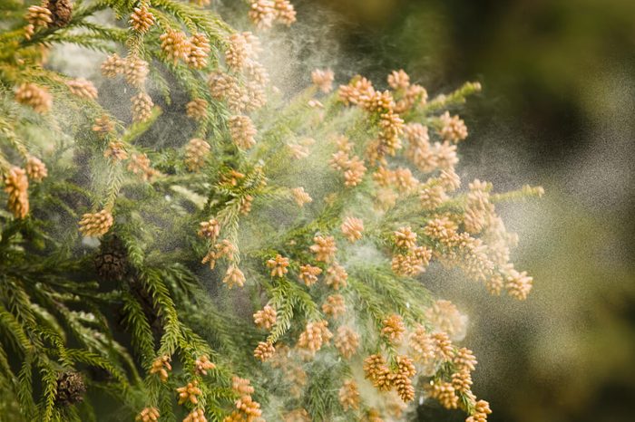 Japanese cedar tree pollen