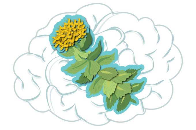 illustration of Rhodiola rosea