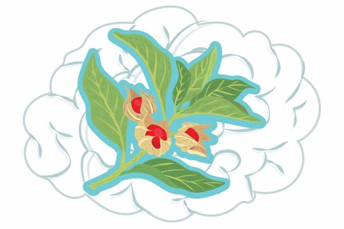 illustration of ashwagandha plant