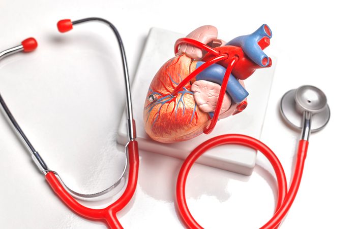 human heart medical model