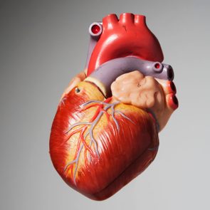 medical model of human heart