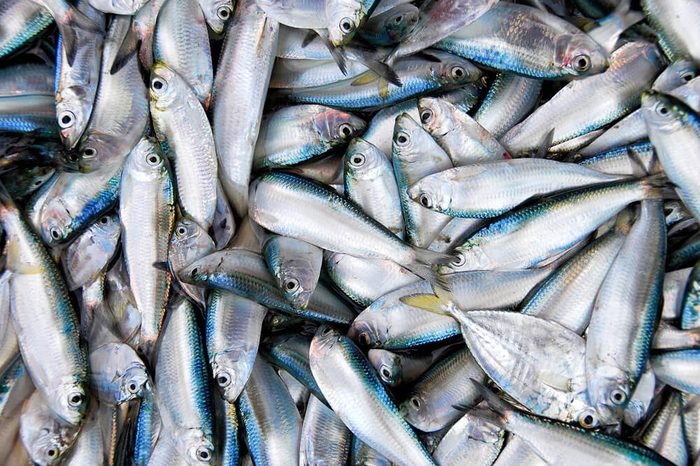 Fresh catch of sardine fishes in market.