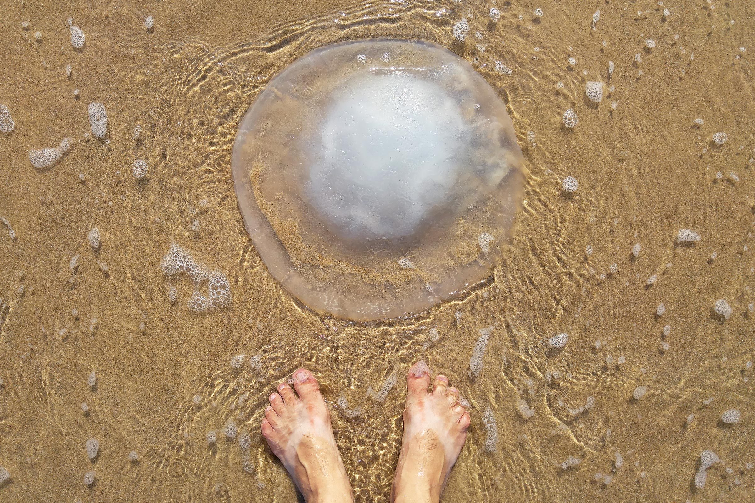 feet standing on sand next to jellyfish
