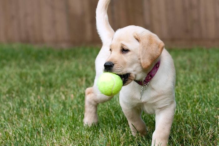 Puppy with tennis ball in mouth