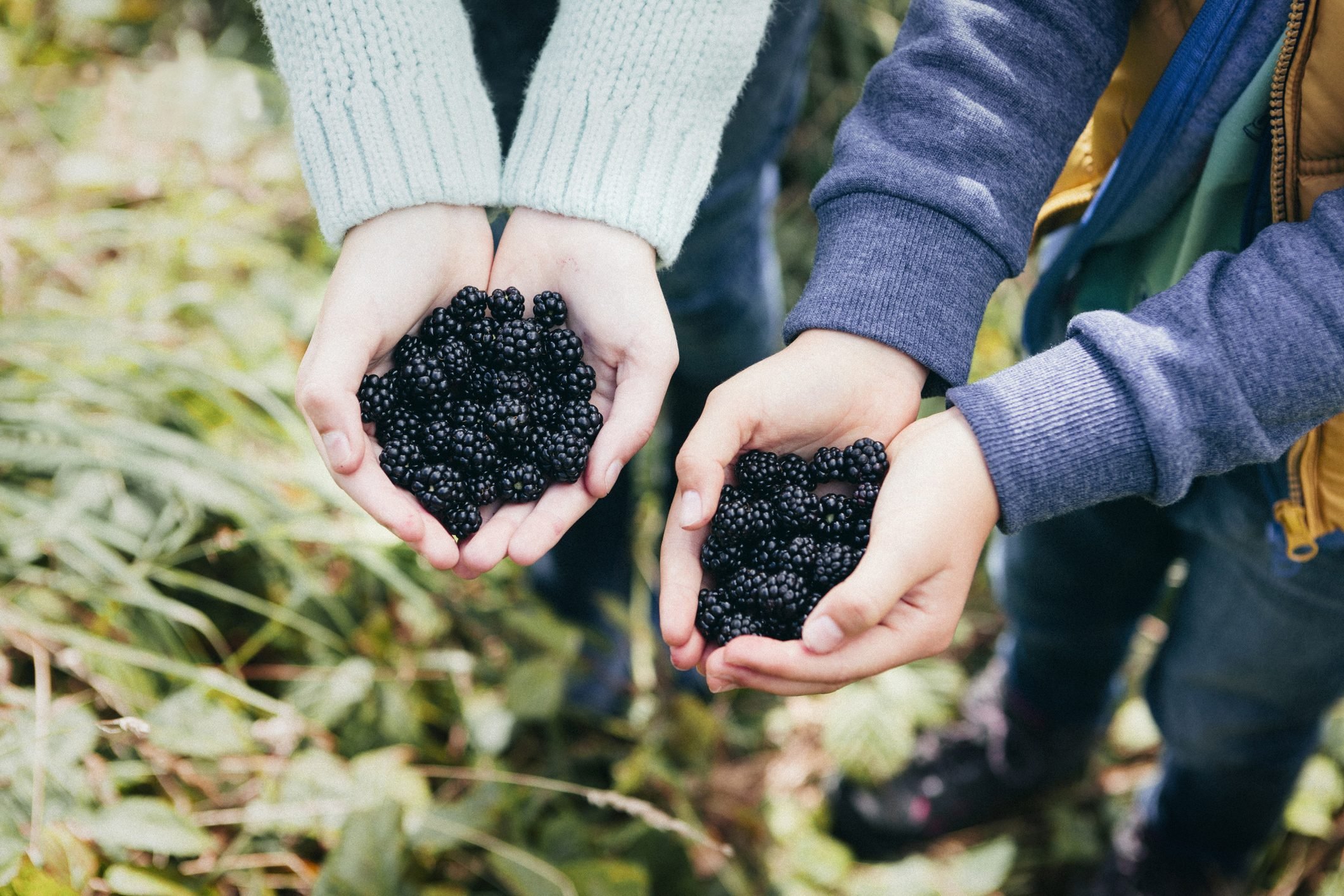 family foraging for food holding blackberries in hands