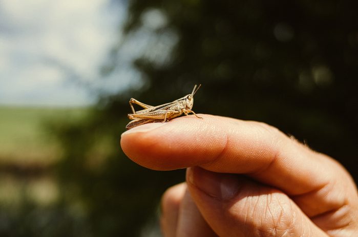 grasshopper on finger close up
