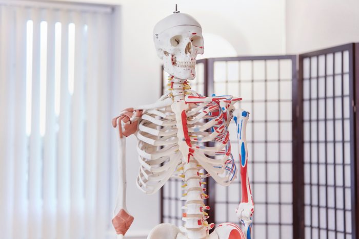 model of human skeleton