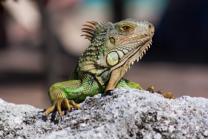 close up of iguana reptile