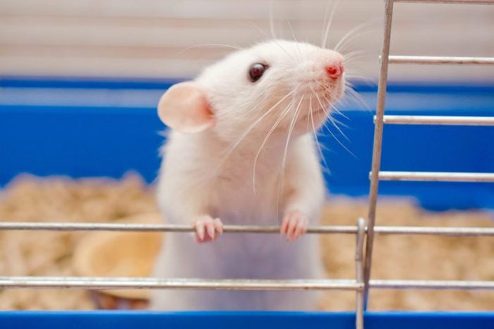 white rat in cage