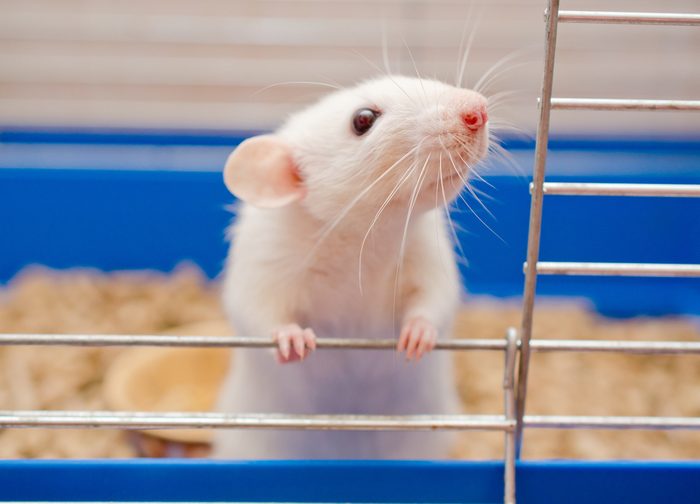 Funny curious white rat looking out of a cage (shallow DOF, selective focus on the rat nose and whiskers)