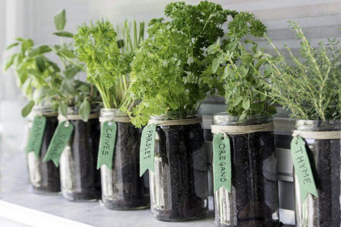 different herbs (basil, sage, chives, parsley, oregano and thyme) growing in mason jars 